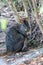 Cute wallaby in the bush along bush trail shot from behind a fence