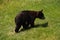 Cute Wandering and Meandering Black Bear Cub