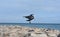 Cute water fowl preparing to land on a jetty