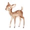 Cute Watercolor Drawing of the Baby Deer over white. Foreat anomals Baby Deer full profile Illustration. Isolated. Baby