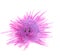 Cute watercolor purple urchin , isolated illustration good for baby clothes print, children greeting card