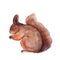 Cute watercolor squirrel