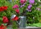 Cute watering can with blooming petunia flowers in the garden