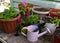 Cute watering can with working tools and flowerpots with seedlings of petunia on table outside