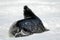 Cute Weddell seal baby