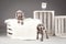 Cute weimaraner puppies with wooden box in studio composition