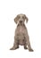 Cute weimaraner puppy with blue eyes sitting looking at the came