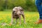 Cute Weimaraner puppy playing on the meadow