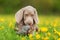 Cute Weimaraner puppy playing with a plush pheasant