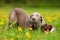 Cute Weimaraner puppy playing with a plushie