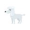 Cute, well groomed, purebred white poodle dog character