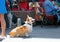 A cute Welsh Corgi dog