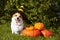 Cute Welsh Corgi dog dressed in a festive halloween black and yellow witch hat, sitting next pile of different sized orange pumpki