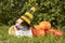 Cute Welsh Corgi dog dressed in a festive halloween black and yellow witch hat, sitting next pile of different sized orange pumpki