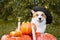 Cute Welsh Corgi dog dressed in a festive halloween black and yellow witch hat, sitting next pile of different sized orange pumpki