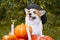 Cute Welsh Corgi dog dressed in a festive halloween black and yellow witch hat, sitting next pile of different sized orange pumpki