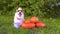 Cute Welsh Corgi dog in a straw hat, sitting next pile of different sized orange pumpkins on green grass on a background of trees