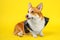 Cute welsh corgi pembroke or cardigan dog in cool rocker leather jacket sits on yellow background and playfully shows tongue,