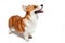 Cute Welsh corgi Pembroke or cardigan obediently stands and looks up, begging for something from owner, isolated on