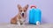 Cute Welsh corgi Pembroke or cardigan puppy is sits near small suitcase, with things for traveling. Traveling with pet