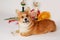 Cute Welsh Corgi Pembroke dog lying with dog show caps and trophies background, looking to the camera and smiling. Pretty pet of g