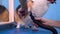 A cute welsh corgi pembroke getting his fur, paws dried with a blower at the groomer in grooming salon