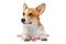 Cute welsh corgi pembroke or lies with baby pacifier between its paws isolated on white background, front view. Keeping