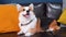 Cute  welsh corgi pembroke lying on black leather sofa with colorful pillows