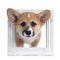 Cute Welsh Corgi Pembroke pup on white background