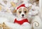 Cute Welsh Corgi Pembroke puppy in a Santa costume