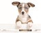 Cute welsh corgi puppy hanging over an white crate facing the camera with blue eyes