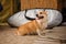 Cute welsh corgi sitting on sand on summer day