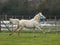 Cute Welsh Foal