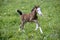 Cute Welsh Pony Foal galloping in spring meadow