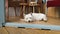 A cute west highland terrier dog lying sleeping at the door of a summer house