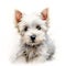 A cute West Highland terrier puppy on white background. Digital watercolour