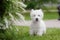 Cute West highland white Terrier in a lush Park.