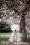 Cute West highland white Terrier in a lush Park.