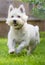 Cute West highland white terrier running in the grass