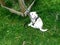 Cute West Siberian Laika puppy biting a rope while playing in the yard