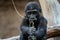 Cute western gorilla baby. Gorilla gorilla.