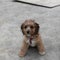 Cute wet Cavoodle puppy looking