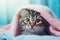 Cute wet tabby kitten wrapped in a pink towel on blue background. Washing pets. AI generated