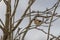 Cute whinchat perched on the tree branch