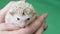 Cute white African Pygmy Hedgehog lying, an exotic pet.