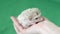 Cute white African Pygmy Hedgehog lying, an exotic pet.