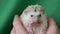 Cute white African Pygmy Hedgehog lying, an exotic pet.