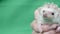 Cute white African Pygmy Hedgehog lying, an exotic pet.