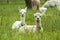 Cute white alpaca babies sitting on the grass