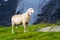 Cute white alpine sheep on mountain pasture